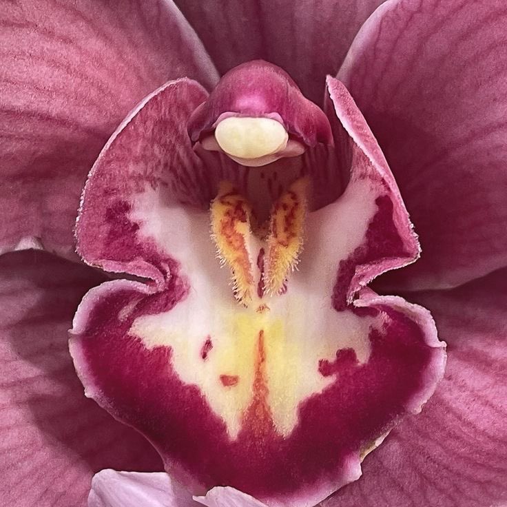 twilightstardew's tweet image. 