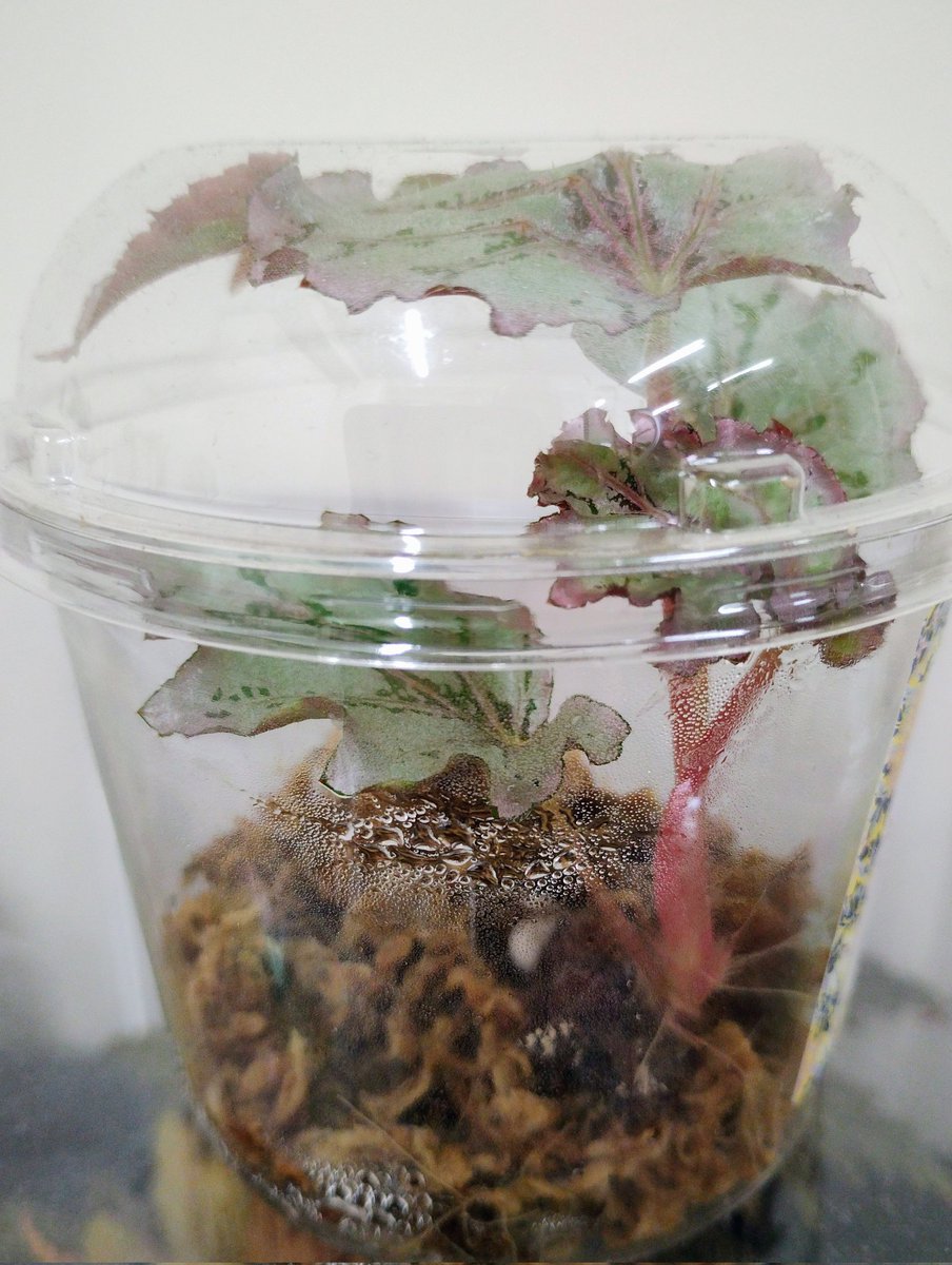 茎伏せからのカン・カン
容器の天井につっかえ中

レックスベゴニア