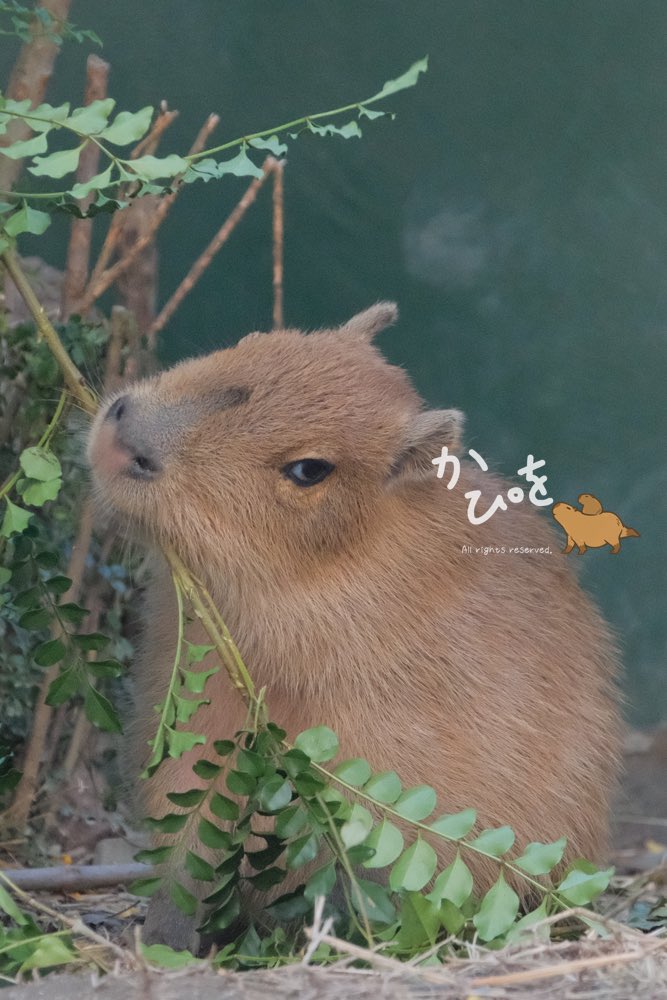 いくつかあった忘年会がだいたい終わったので落ち着いた☺️ でも