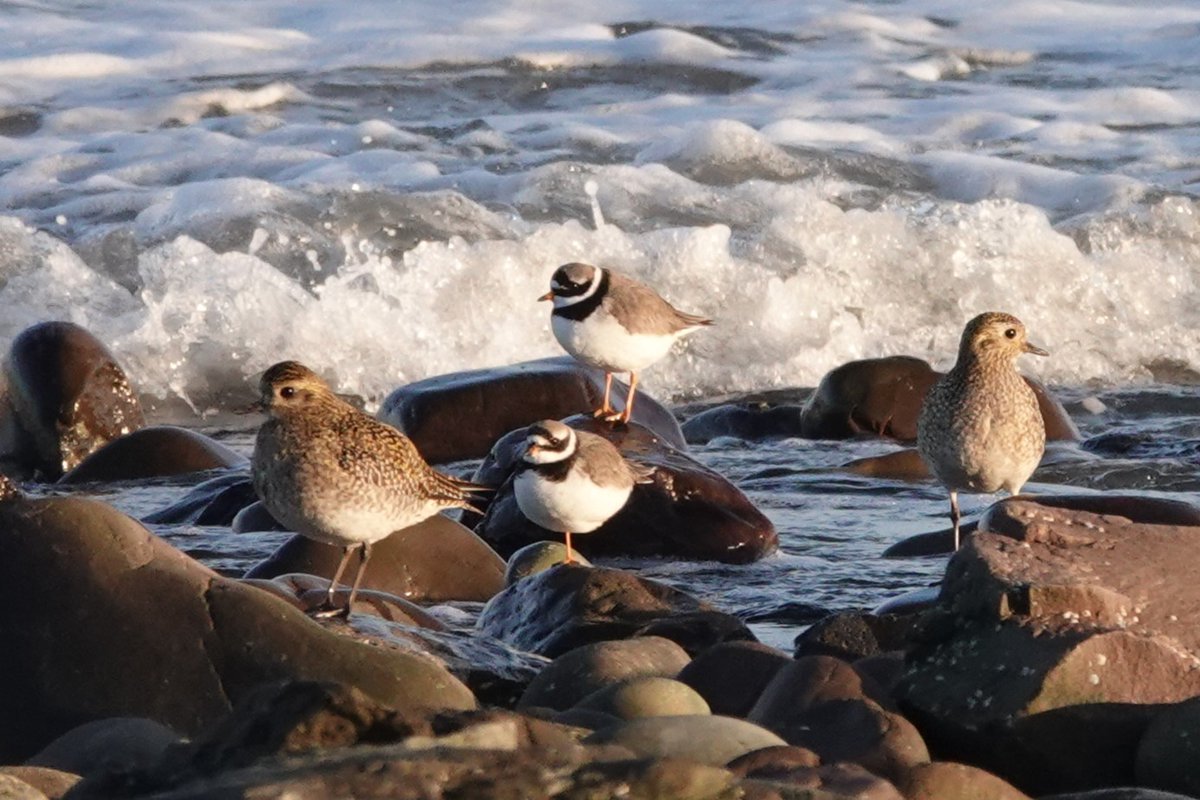 Steve Rosser tweet media