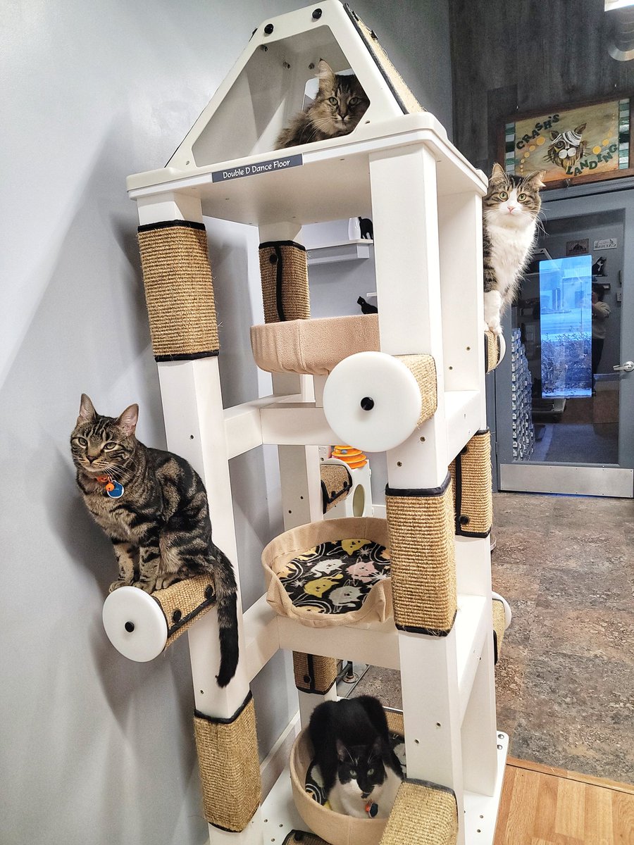 Crash's Landing tweet media