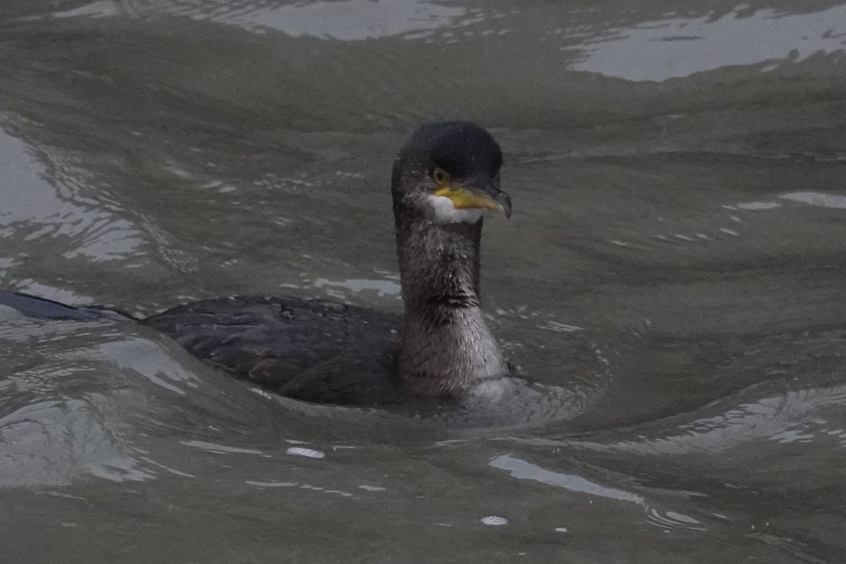 Steve Rosser tweet media