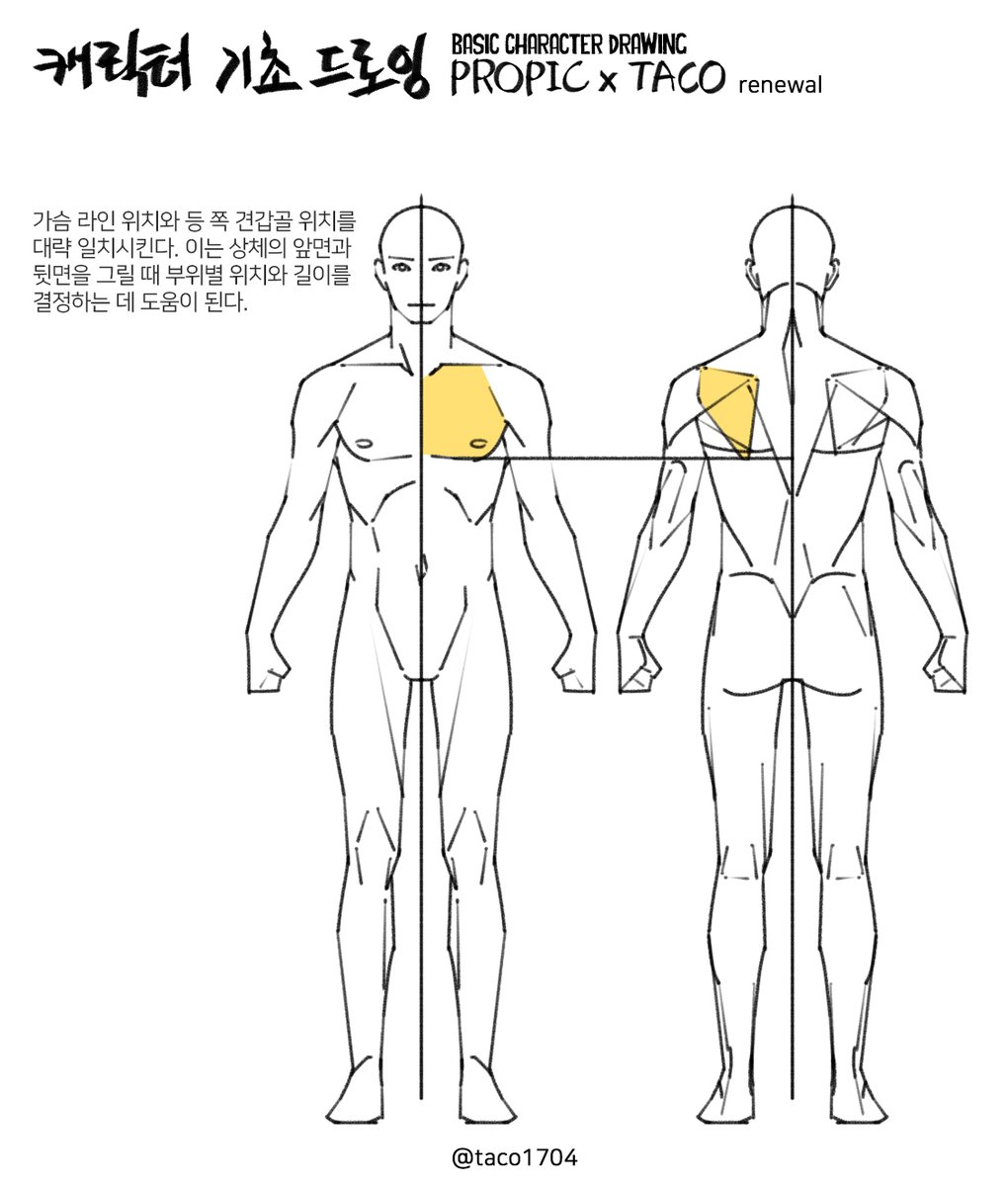가슴 라인(앞)과 견갑골(뒤) 위치를 대략 같게 한다. 이는 상체의 앞면과 뒷면을 그릴 때 부위별 위치와 길이를 결정하는 데 도움이 된다.
