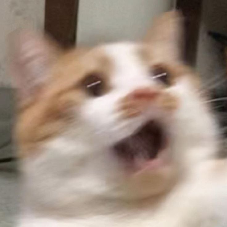 اون لحظه شب امتحان که صدای گنجشکارو می‌شنوی و میفهمی دیگه شب امتحان نیست، روز امتحانه :