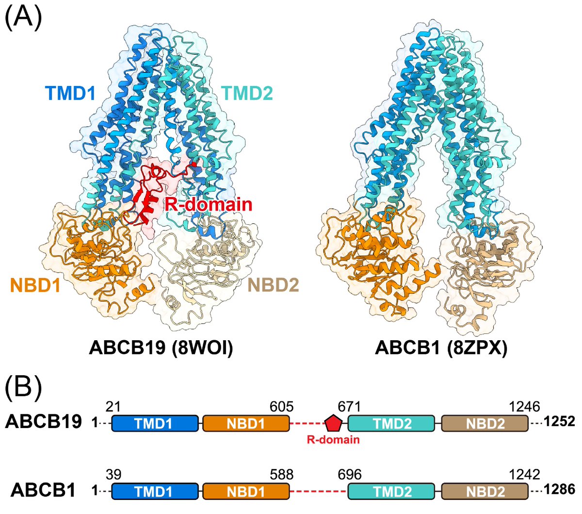 jenny russinova tweet media