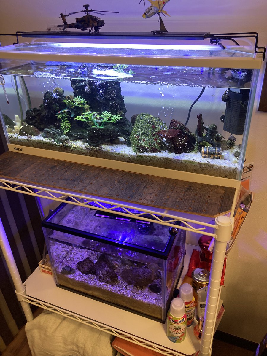 水槽見ながらのメシまいう(￣∀￣) そして嫁が変なヤツ買ってきたw