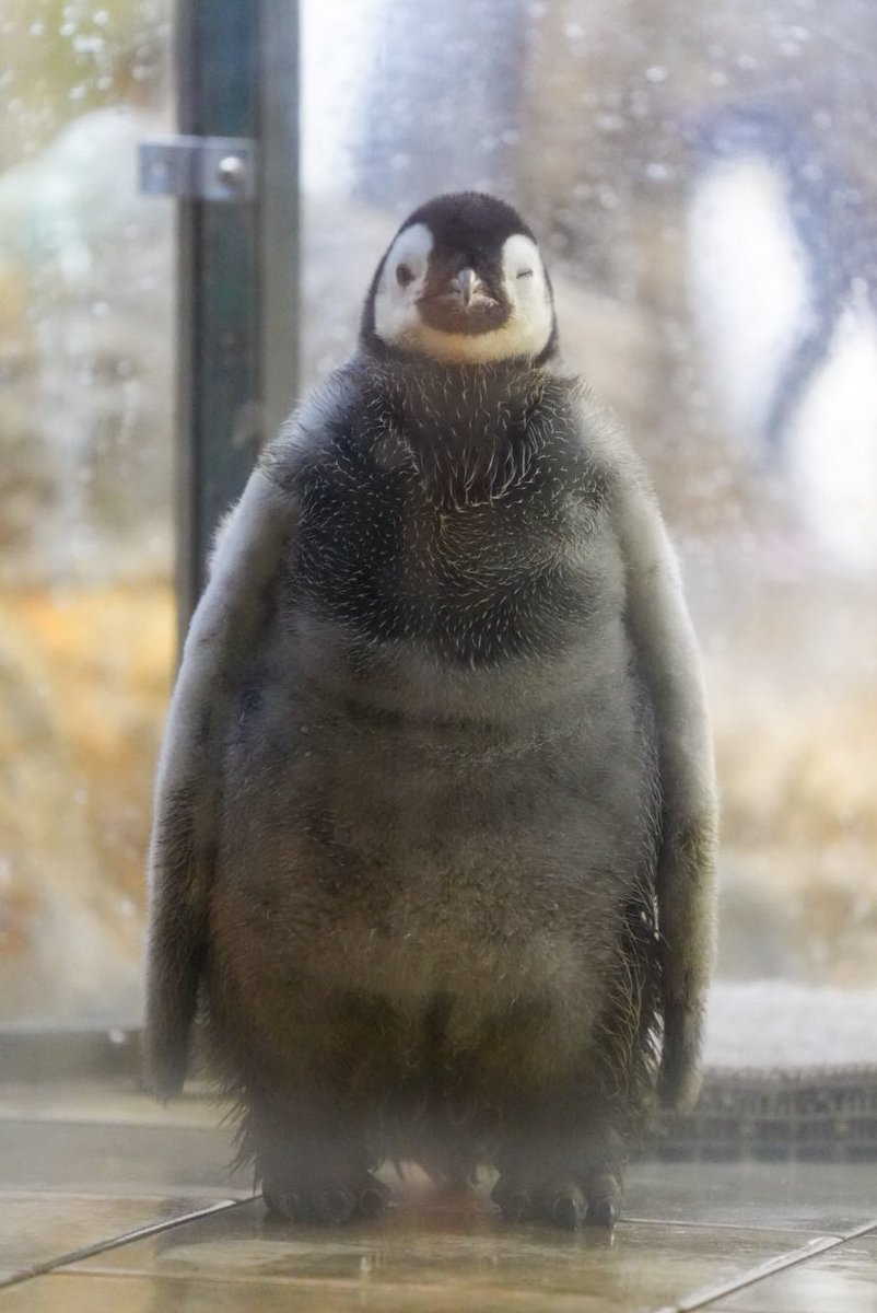 haru (@haru3131sui) / Posts / X