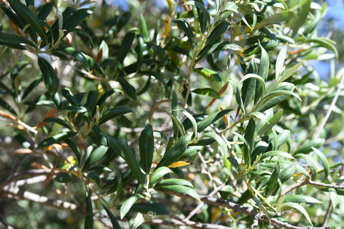 ¡La Ruta del Olivo Bonaerense ya es una realidad! 🌿

Inauguramos en Coronel Dorrego esta ruta que une producción y turismo, poniendo en valor uno de los mejores aceites de oliva del mundo. 

Además, conformamos el comité para lograr la Indicación Geográfica.