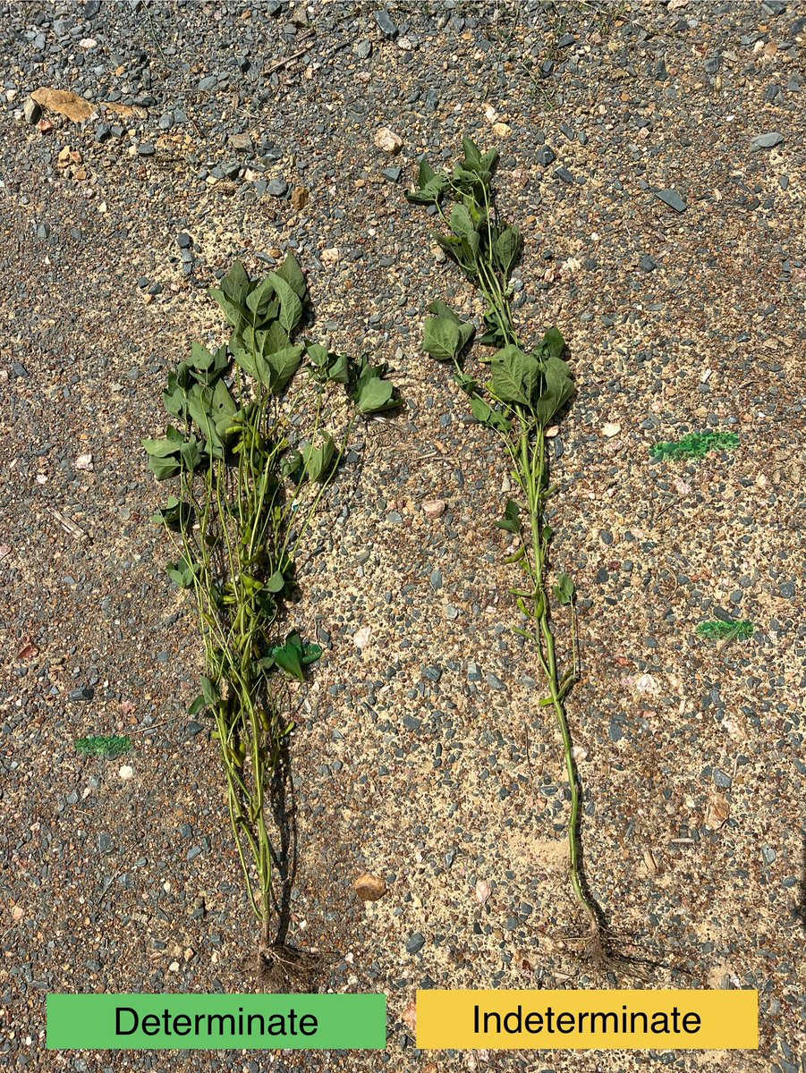 Jeff Chandler tweet media