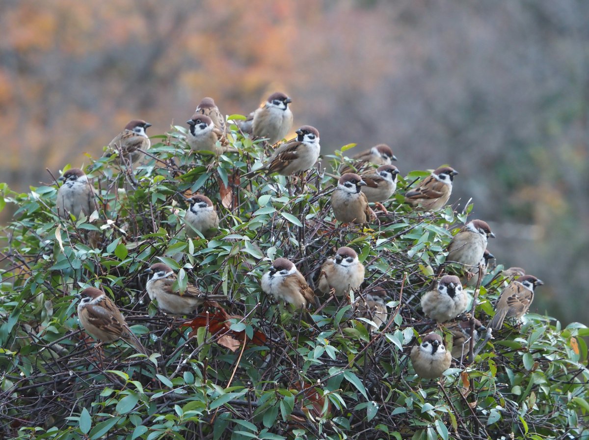 ちゅんちゅん (@chunchu0803) / Posts / X