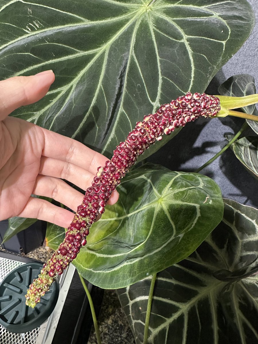 Masaya (@masaya_zxrs) / Posts / X