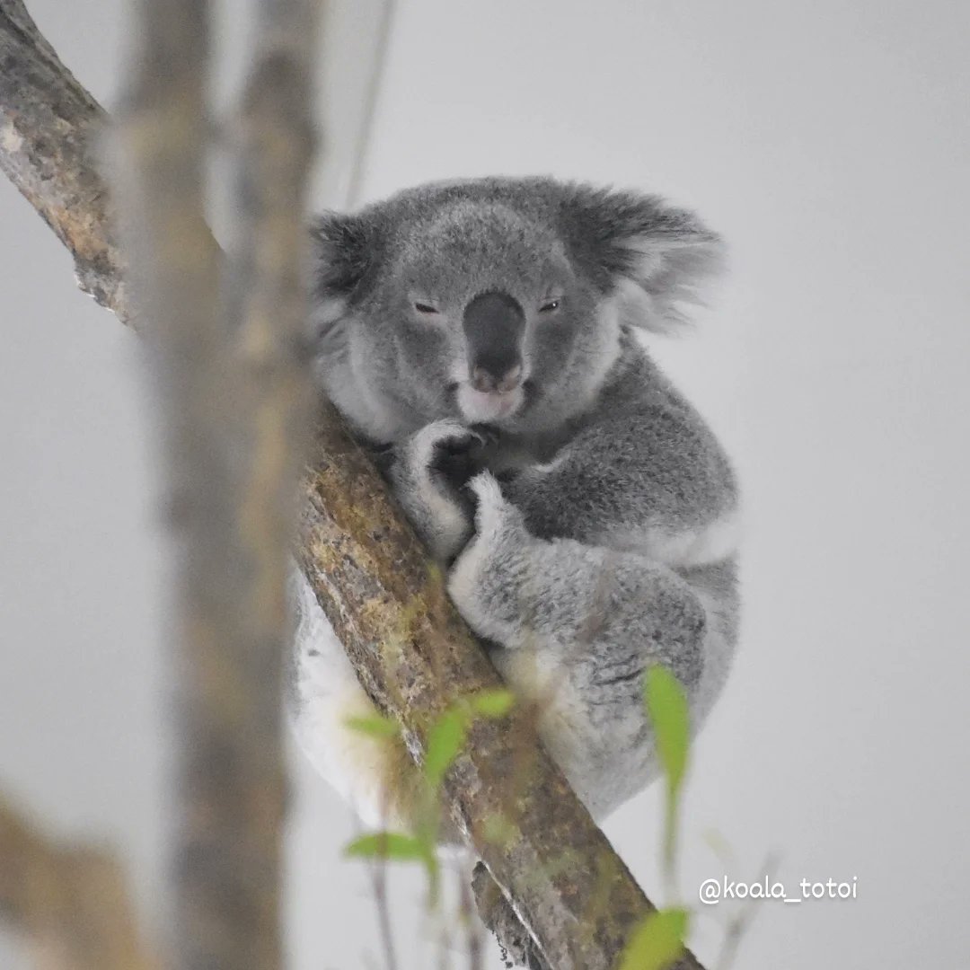 koala_totoi (@koala_totoi) / Posts / X