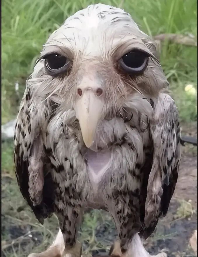 This is what a wet owl looks like after getting caught in a rainstorm