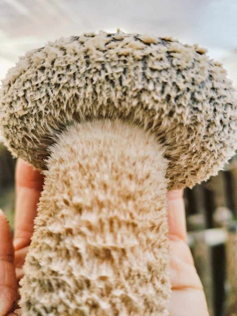 kimijimakinoko's tweet photo. 毎日寒いので、今年の新作モフモフをどうぞ🍄‍🟫 https://t.co/CmIbg5YCv0