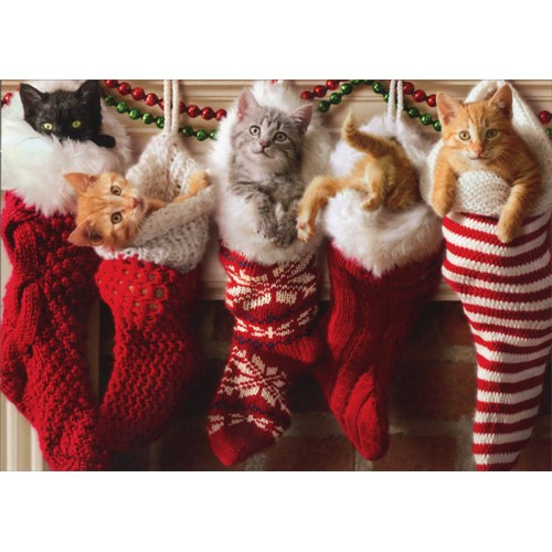 MandarinVet's tweet image. Pets Aren’t Presents—They’re Family
Sure, a kitten in a stocking or a puppy in a box is adorable, but pets aren’t toys. 

instagram.com/p/DSXWuiRERY2/…

#MVC #DrJones #aahaaccredited #petsarefamily #petsareforlife #petadoption #petlifestyle