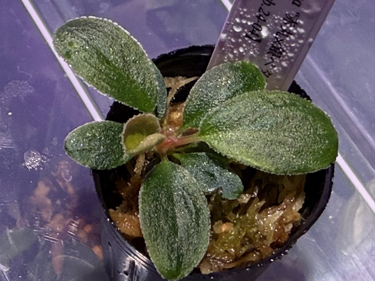 KENZO (@fw_kenzo) / Posts / X