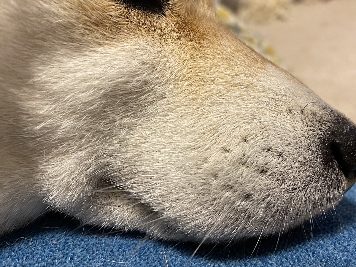 오늘의 일본어]キモかわいい(징그럽게 생겼지만 왠지 귀엽다) : 네이버 블로그, image size:1200x900