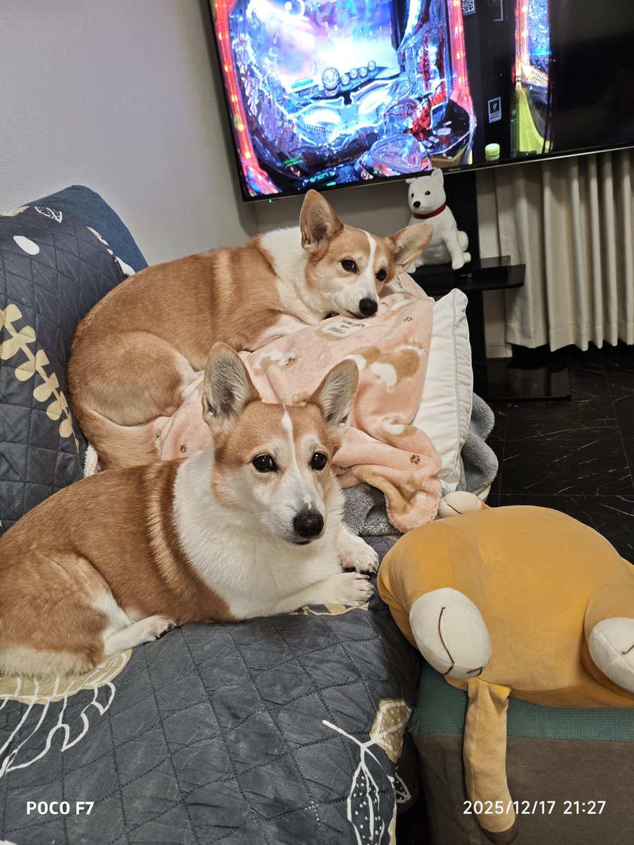 お買い物コーギー❣️ 2024F-2 | ミニチュアダックス、コーギー専門ブリーダー 子犬販売 ONLY