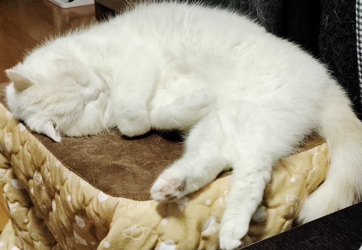 福ちゃん (@fukuchanwhite) on X