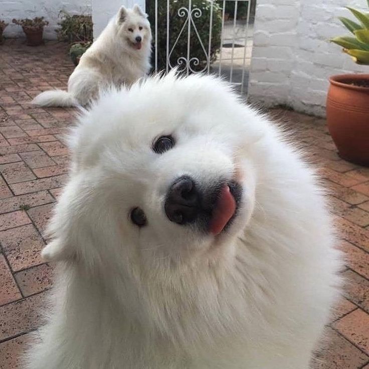 dogs so cute that could save the world (@dogssaveworld) on Twitter photo 