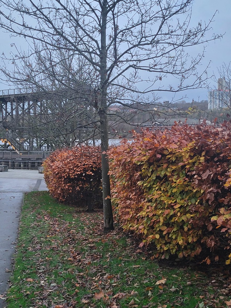 North East Tweets tweet media