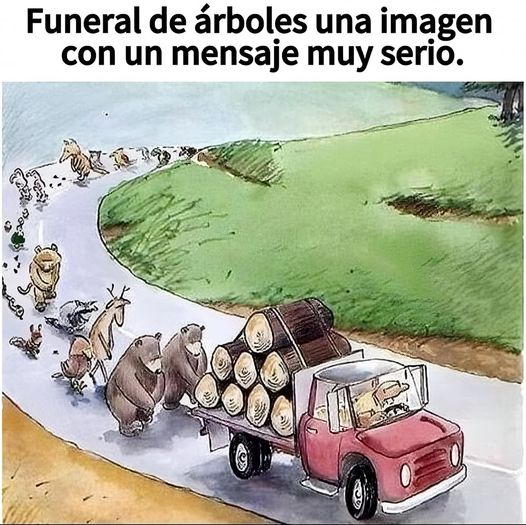 🌲 Cuando un árbol cae, toda la vida lo siente 🐻