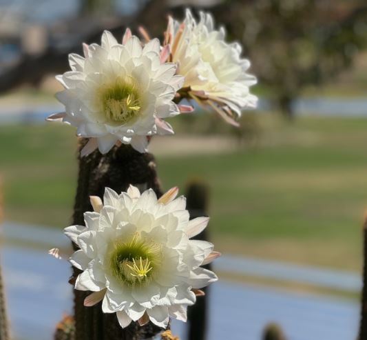 International Society for Contemplative Research tweet media