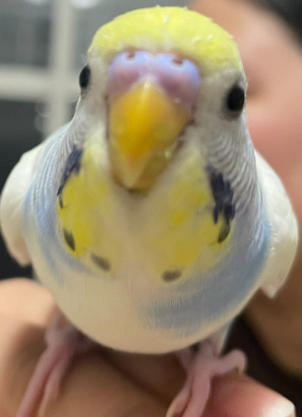 セキセイインコ セキセイインコ