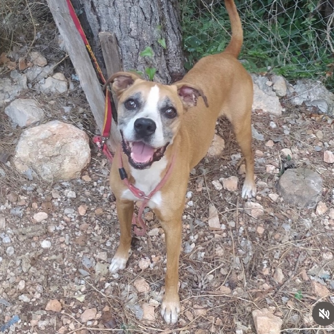 SosAbuelos1's tweet image. #BARCELONA
Este abuelo de 12 años es #ASLAN. A su edad, ha tenido la desgracia de terminar en la perrera. 

Llego con chip, pero pertenece al registro de Ciudad Real. Su dueño no da señales de quererlo recuperar. Ya veis el panorama....

 No podemos dejar que este pequeño, tan