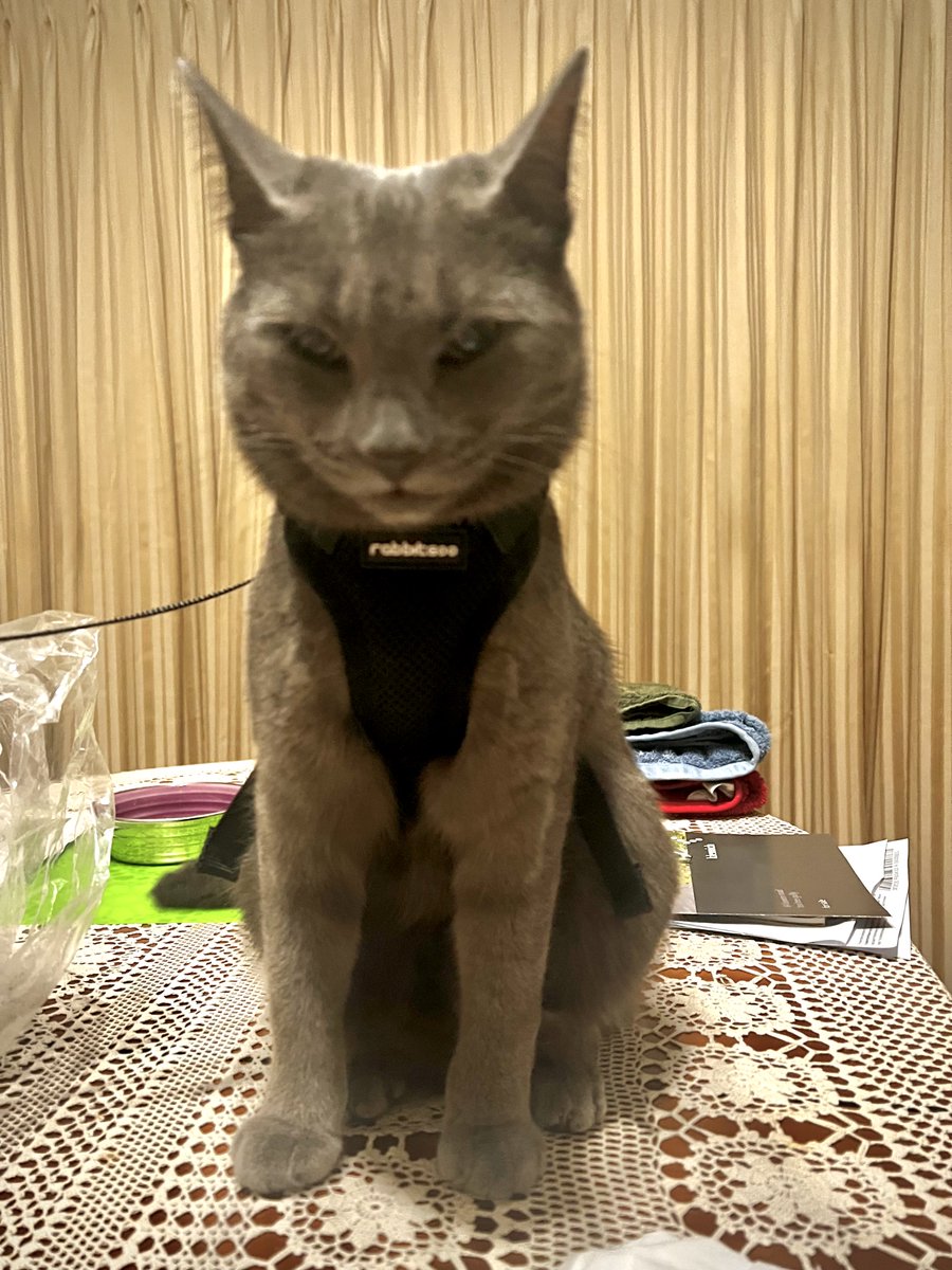 stuffymint's tweet image. Stasis of resent:
 who can guess?