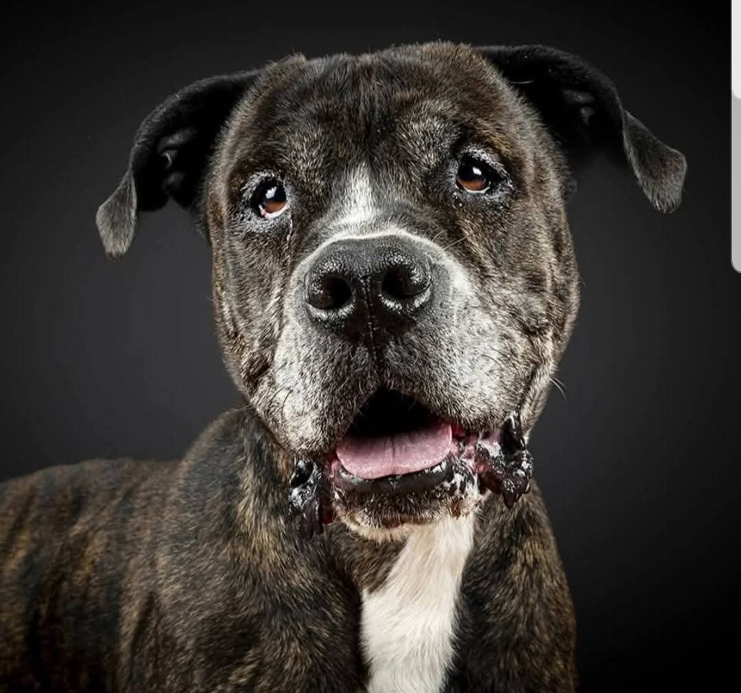 SosAbuelos1's tweet image. #SEGOVIA
#FRANCO tiene 8 años. Su familia lo dejó en la prote 𝗟𝘂𝗰𝗵𝗮𝗻𝗱𝗼 𝗽𝗼𝗿 𝗹𝗼𝘀 𝗣𝗣𝗣'𝘀 provisionalmente porque estaban reorganizando su vida.
Cuando se recuperasen volverían a por él.

Lo siguiente fueron decenas de llamadas desde la protectora a estas personas…