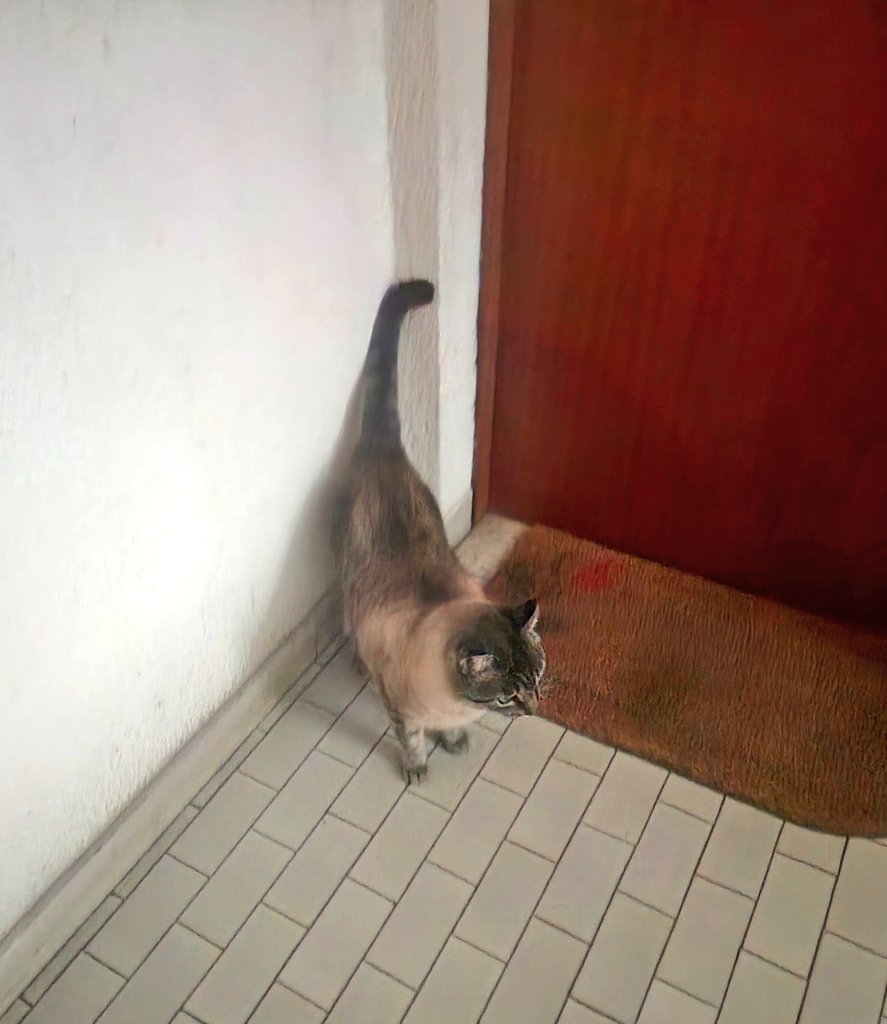 J'ai croisé un chat, il m'a suivit jusqu'au troisième étage