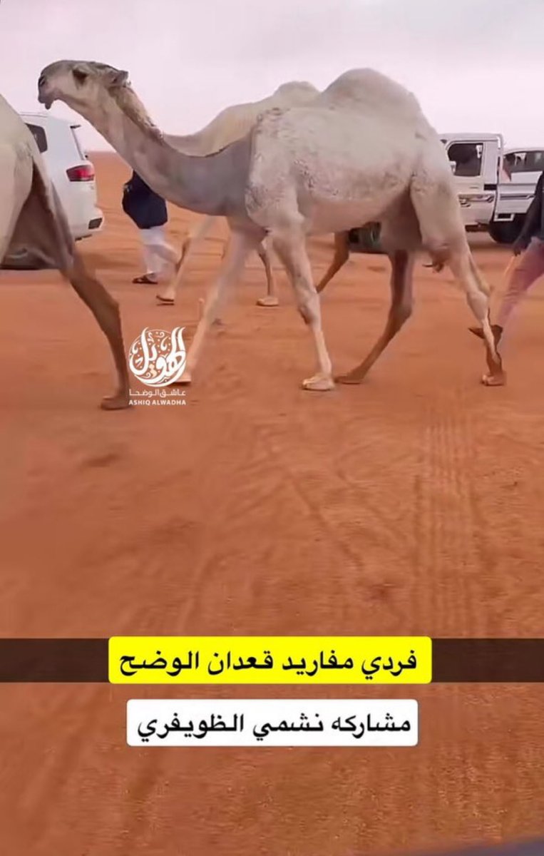 #مهرجان_الملك_عبدالعزيز_للإبل10

ولله الحمد والمنه مطر ومطير
أبارك لـ ابناء العم الغالين 
#ردن_خلف_المحلسي و #نشمي_الظويفري على الفوز في أشواط القعدان الشعل والوضح
كما أبارك لكل الفائزين في كل الأشواط
 والمشاركه في هذا المهرجان العظيم بحد ذاتها فوز