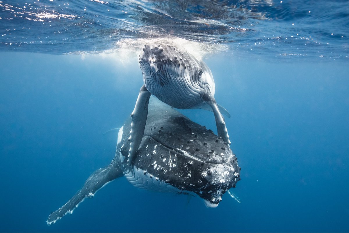 WIRE: Wildlife Investigative Reporters & Editors tweet media