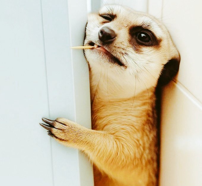 Riaz Baby tweet media