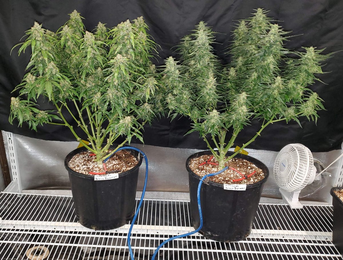 Auto_Seeds's tweet image. One plant is always good. But two? Even better! 🔥

🌱 Bruce Banner
🧑‍🌾 Mara Cachafa
📸 Day 72