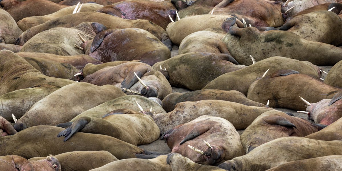 Swan Hellenic tweet media