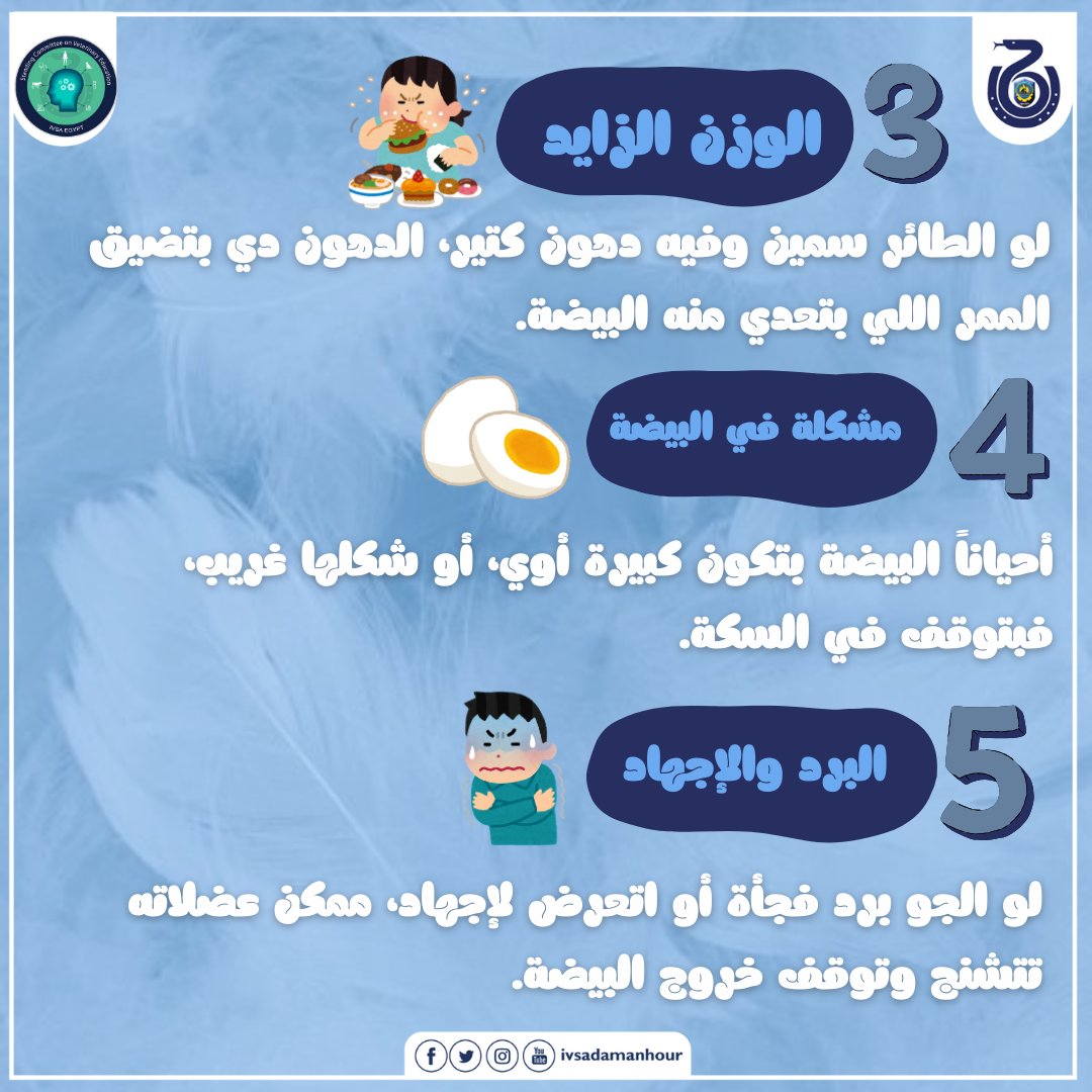 ivsadamanhour's tweet photo. طائرك في خطر احتباس البيض مش مجرد حالة بسيطة ده خطر كبير ⚠️
#BirdHealth_Ep5
#SCOVE
#IVSA
#IVSA_Damnhour
#IVSA_Egypt https://t.co/xTHixbaoUg