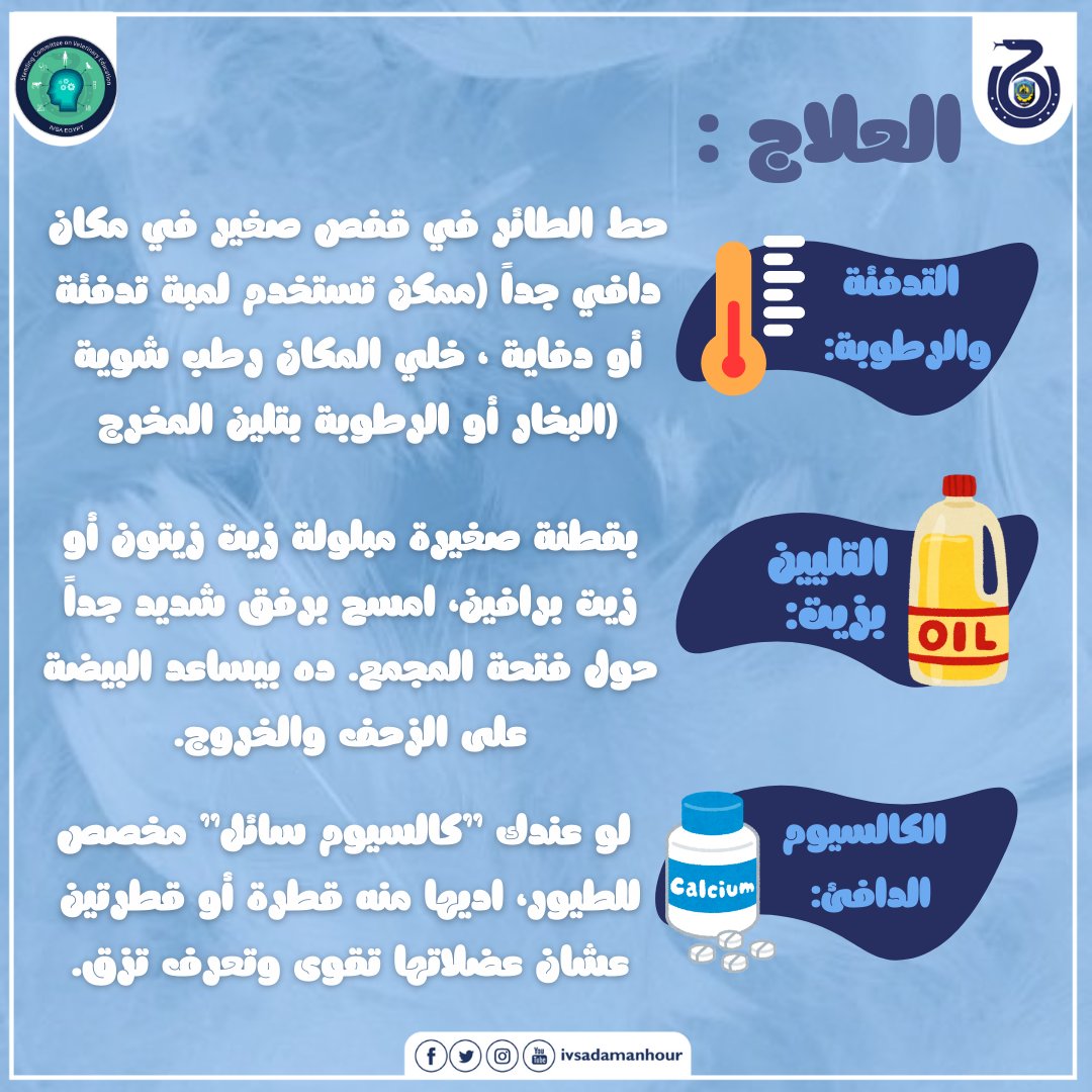 ivsadamanhour's tweet photo. طائرك في خطر احتباس البيض مش مجرد حالة بسيطة ده خطر كبير ⚠️
#BirdHealth_Ep5
#SCOVE
#IVSA
#IVSA_Damnhour
#IVSA_Egypt https://t.co/xTHixbaoUg