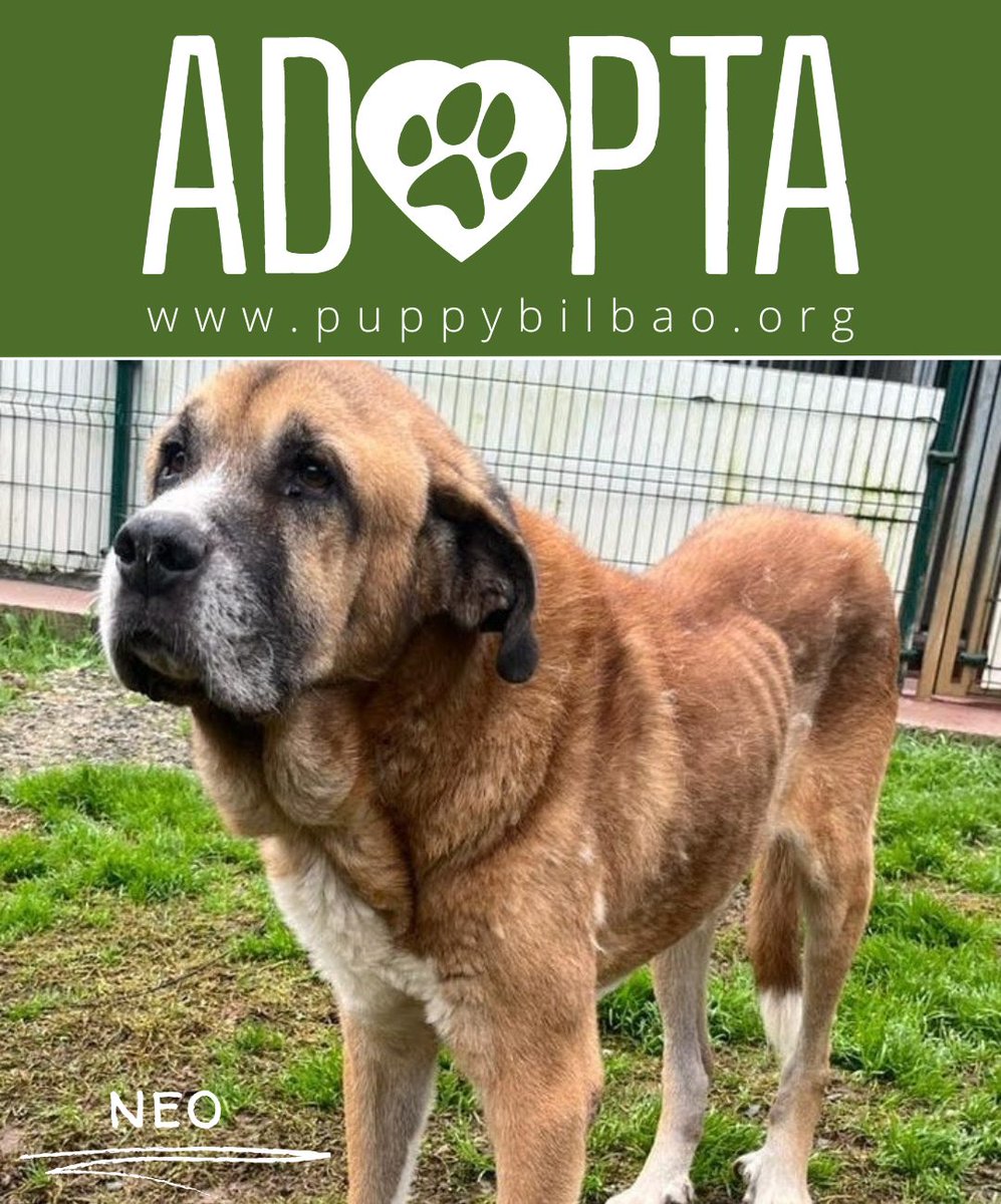 #BIZKAIA 
#NEO, es este abuelito de 10 años ha sido maltratado toda su vida.

Solo esperamos que alguien se apiade de él y le dé un hogar para lo que le quede de vida. 😔

El pobre, después de tan traumático pasado, solo necesita una jubilación digna.

Contacto: