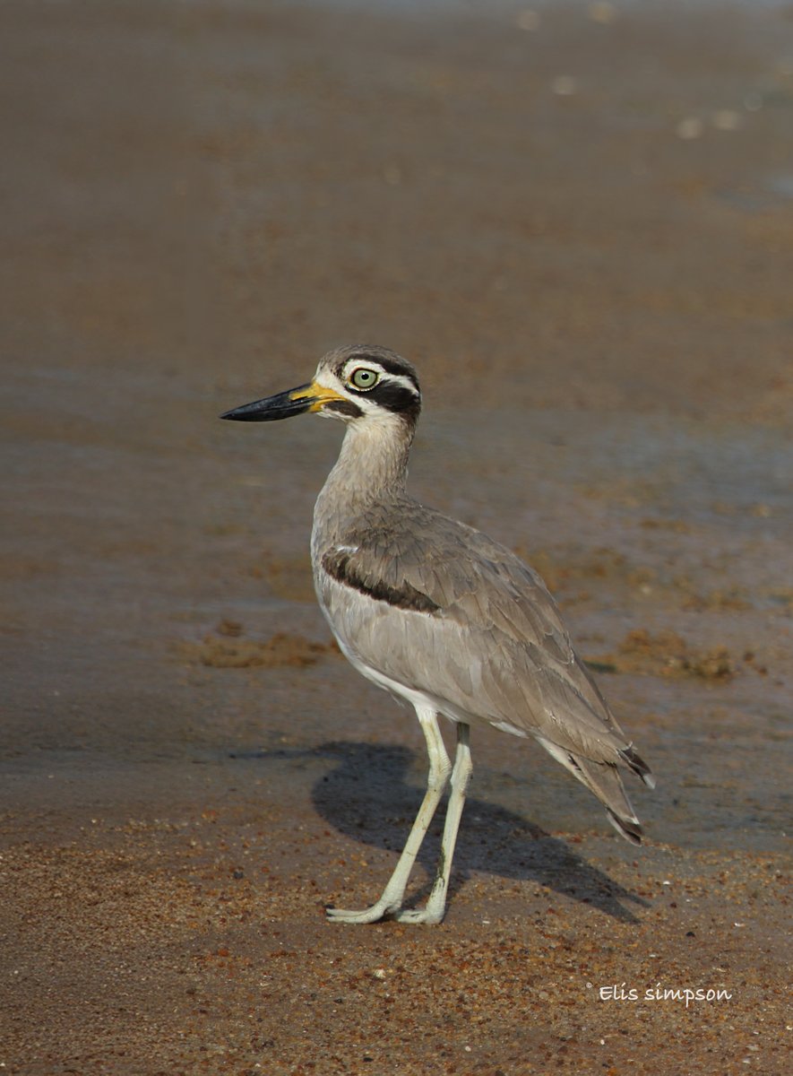 Wader Quest tweet media