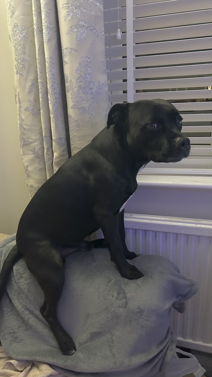 Baby Frank & his teddy, Edward 🧸🏴󠁧󠁢󠁷󠁬󠁳󠁿 tweet media