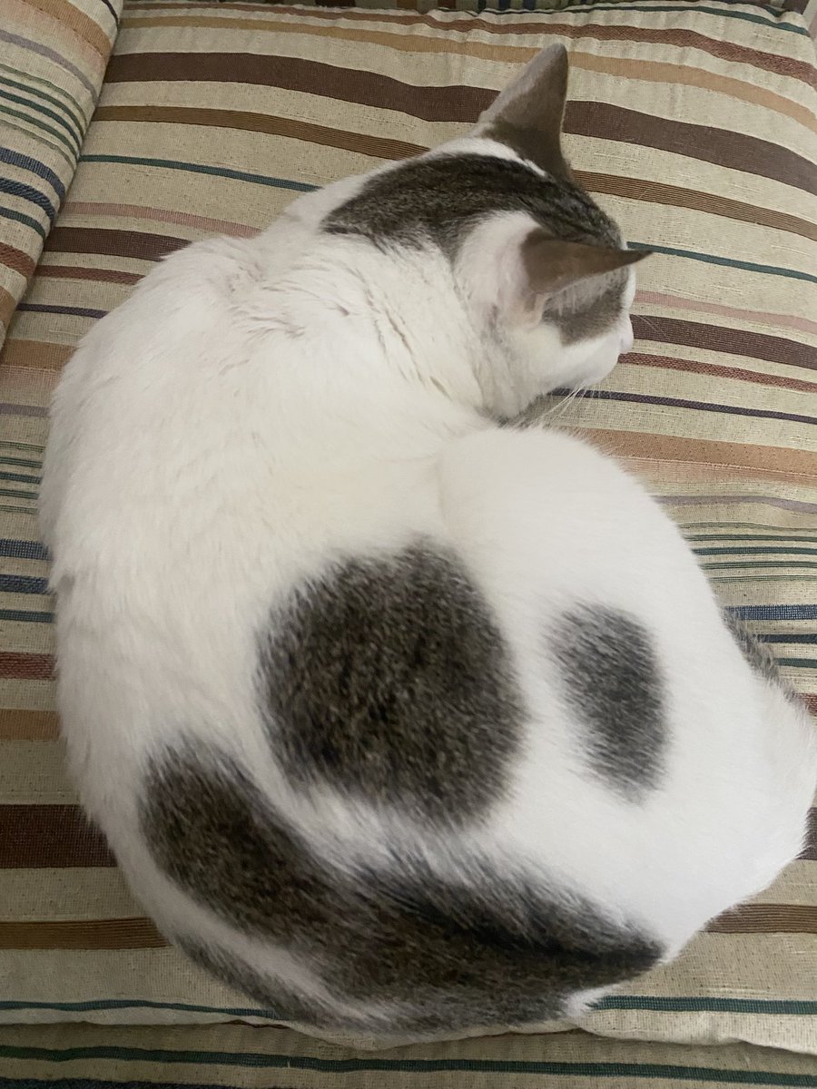 You guys seem to like this guy so here you go
It’s not too noticeable in this picture but the spots on his back look like a big paw print