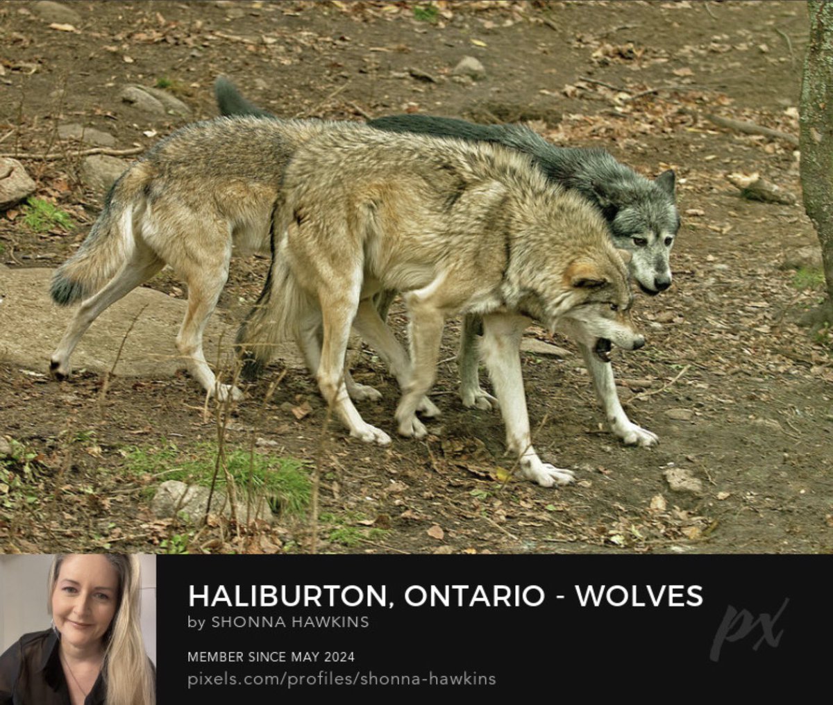 shonna99784's tweet photo. Haliburton, Ontario - Wolves Dominance Display https://t.co/cIEYC1OmIf
#Haliburton #Ontario #Wolves #DominanceDisplay #CanisLupus #ShonnaHawkinsPhotography https://t.co/Goa37cepeO