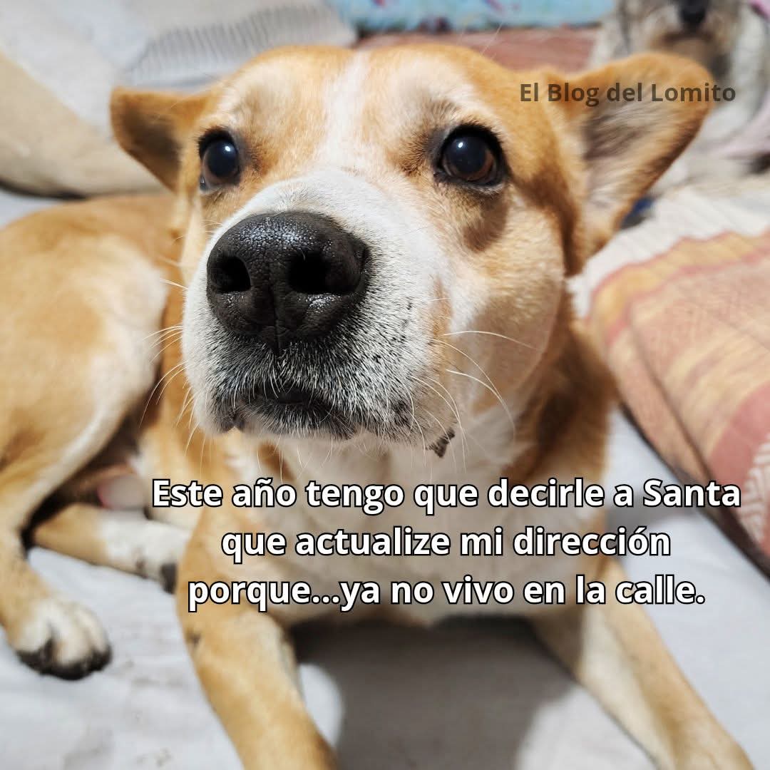 Esperamos que este #deseo se cumpla para todos los animalitos de la #calle y los que están en un #refugio esperando un #hogar una #familia en la cual ellos puedan dar ese amor que tanto ofrecen ☺️ 
#adoptanocompres❤️ 
#dona por favor 
De antemano gracias