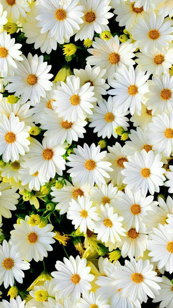 Fjr_itti's tweet photo. من عاد إلى الله عادت إليه نفسه..🌼
#حقيقة https://t.co/BNzdXgGfPt