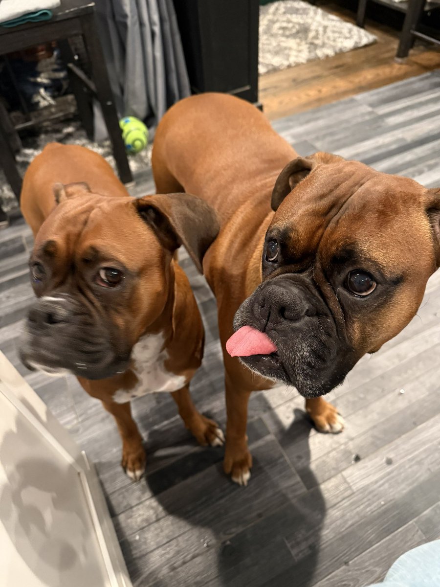 I wonder what they want. Zeus is cooperating for won’t look Wednesday.  

#boxerpuppy #boxerdogs #boxerlife 
#boxerlovers #boxersrock #boxersoftwitter #boxerdogsoftwitter #dogsoftwitter #dogsofx