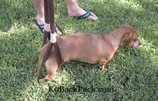 K9BackPack's tweet image. If your dog in #IVDD recovery is not walking, figure out if it has bladder control by doing the sniff &amp;amp; pee test using a sling. Don’t be fooled into thinking he/she has bladder control if they are wetting the bed.  Read more:  sites.google.com/view/k9backpac…