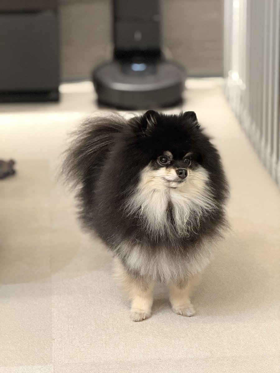 【ポメラニアン クロ】 チャピシト🧸🍋ポメラニアン (@chappy_1005) / Posts / X