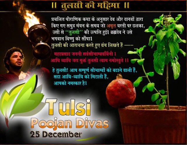 सही कहा तुलसी माता हमारा स्वास्थ्य,पर्यावरण,आध्यात्मिक सभी दृष्टियों से कल्याण करती है।25 Dec को Sant Shri Asharamji Bapuद्वारा सत्प्रेरित 
#TulsiPujanDiwas जरुर मनाएं तुलसी के गमले को ऊंचे स्थान पर रखकर जल,अक्षत,फूल, कुमकुम,धूप,दीप,नैवेद्य से पूजा करें
#मेरी_संस्कृति_मेरा_गौरव